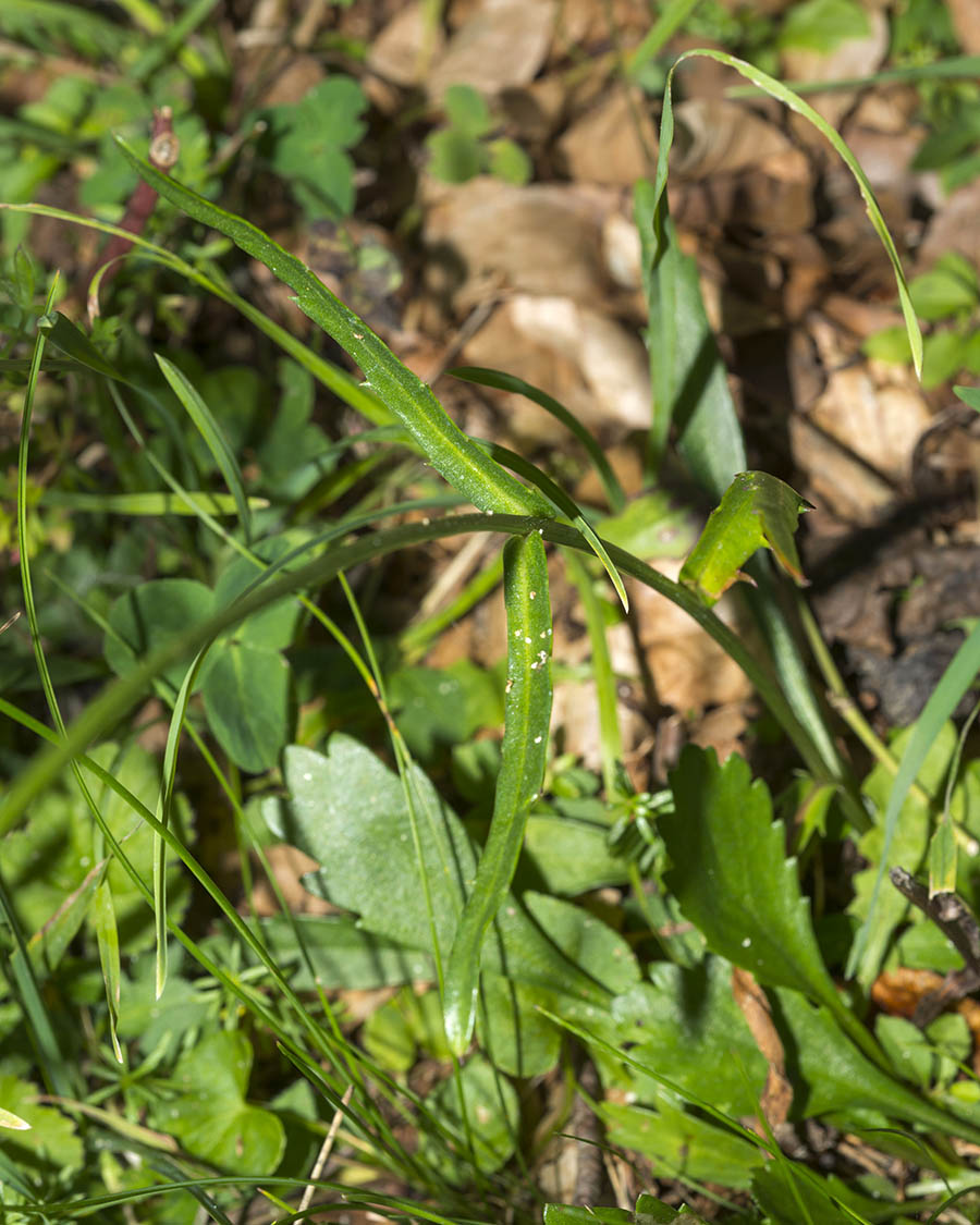 Leucanthemum pachyphyllum ?